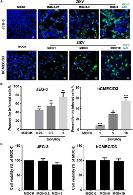 The Mechanism of the Zika Virus Crossing the Placental Barrier and the Blood-Brain Barrier